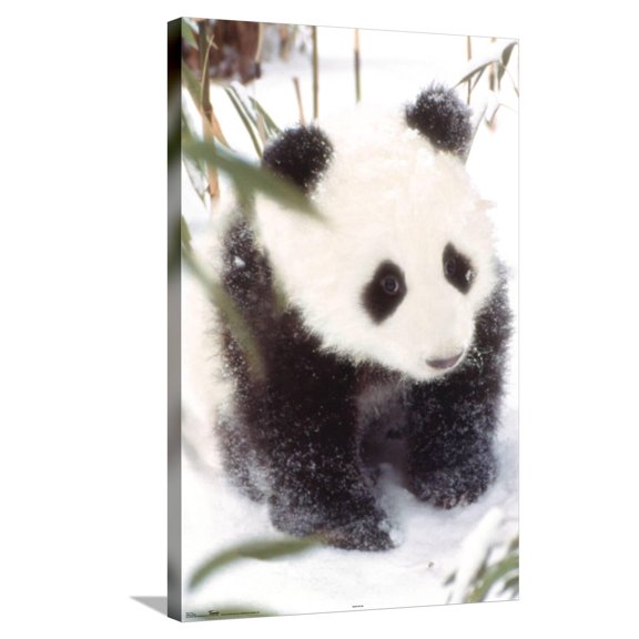 Animals - Panda in the Snow Canvas Wall Poster, 22.375" x 34"