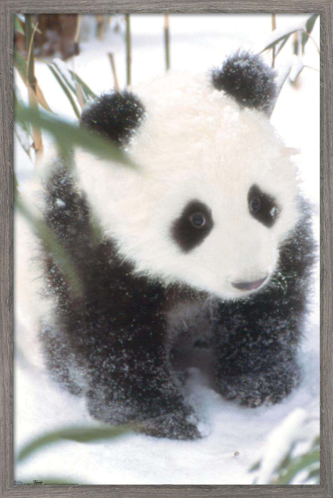 Animals - Panda in the Snow Wall Poster, 14.725" x 22.375", Framed