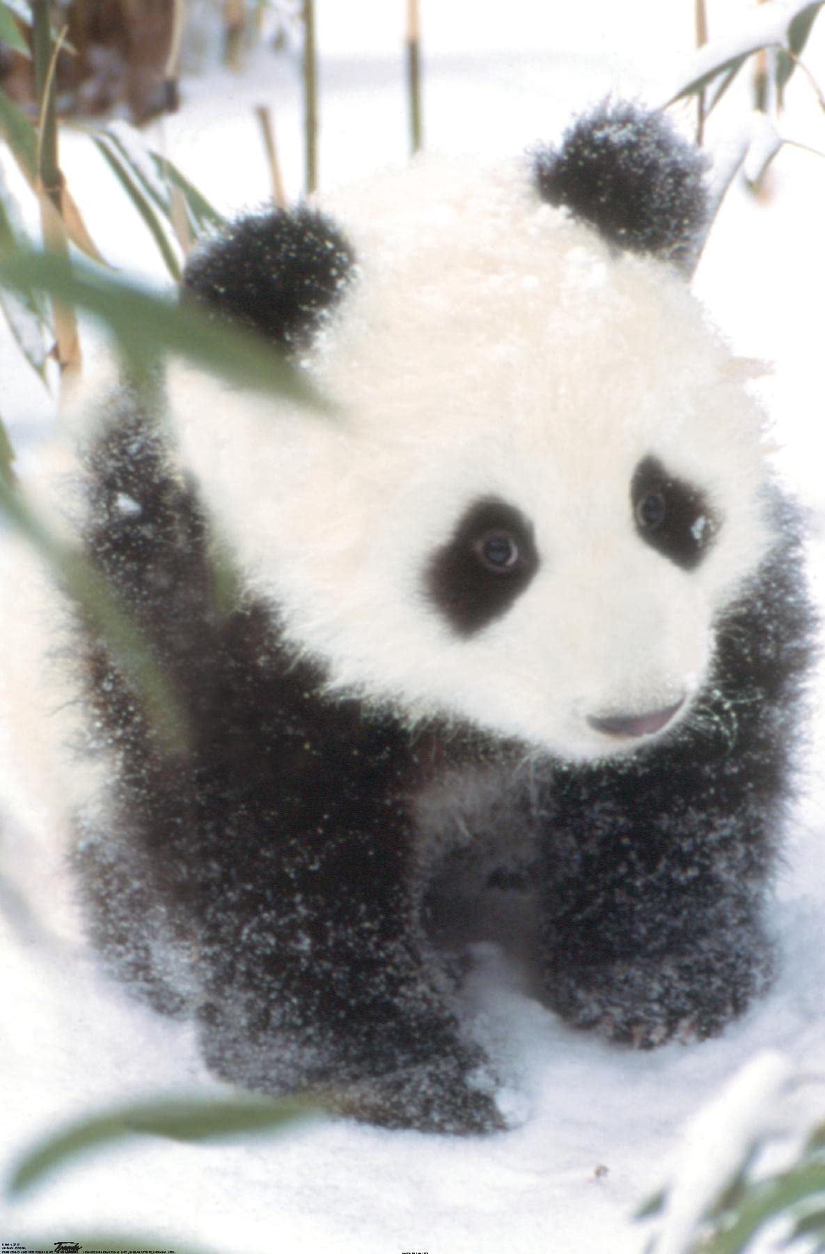 Animals - Panda in the Snow Wall Poster, 14.725" x 22.375"