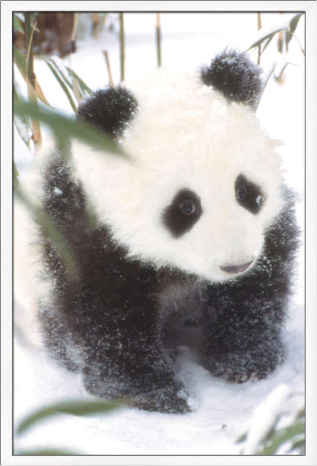 Animals - Panda in the Snow Wall Poster, 22.375" x 34", Framed