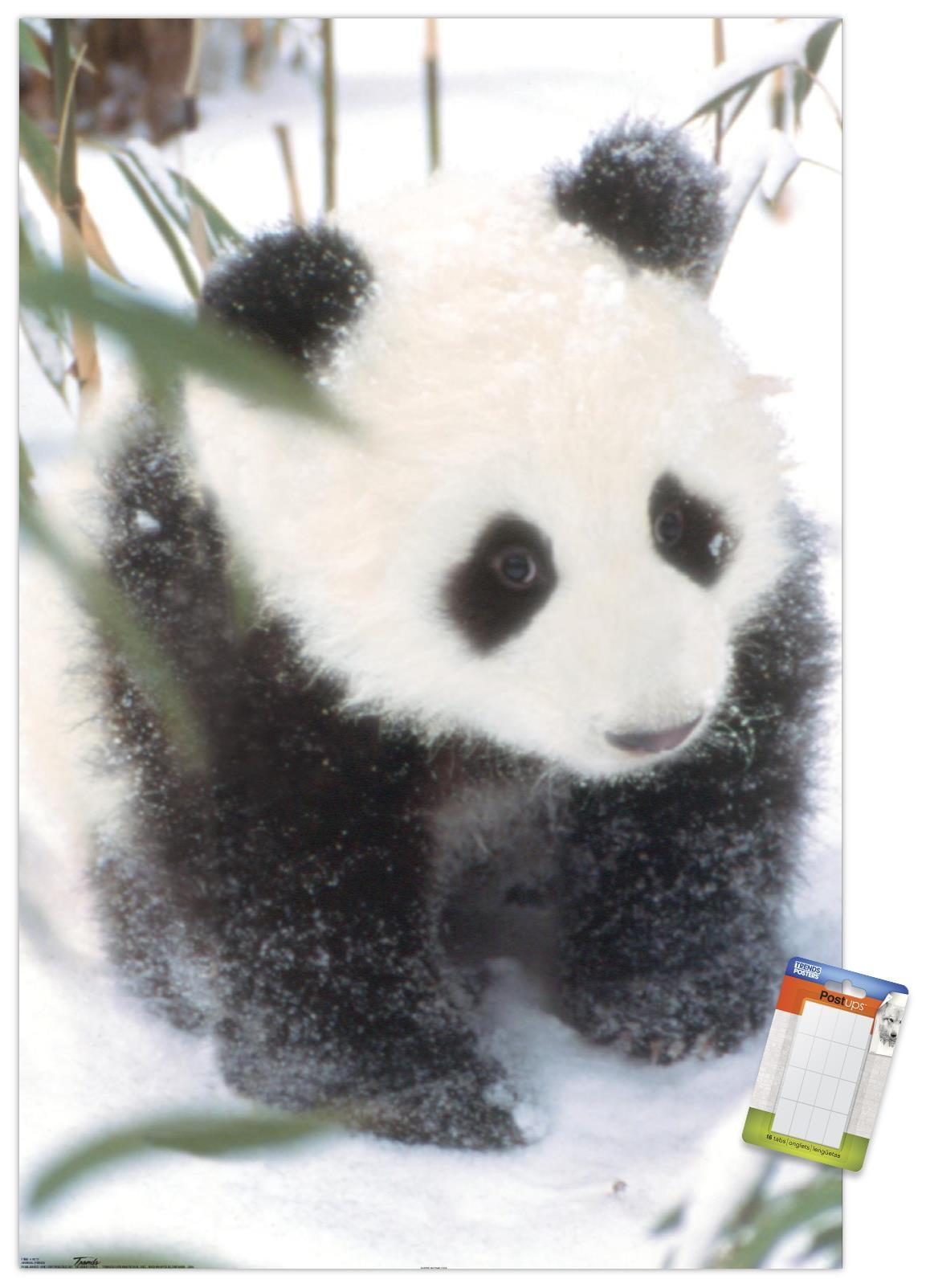 Animals - Panda in the Snow Wall Poster, 22.375" x 34"