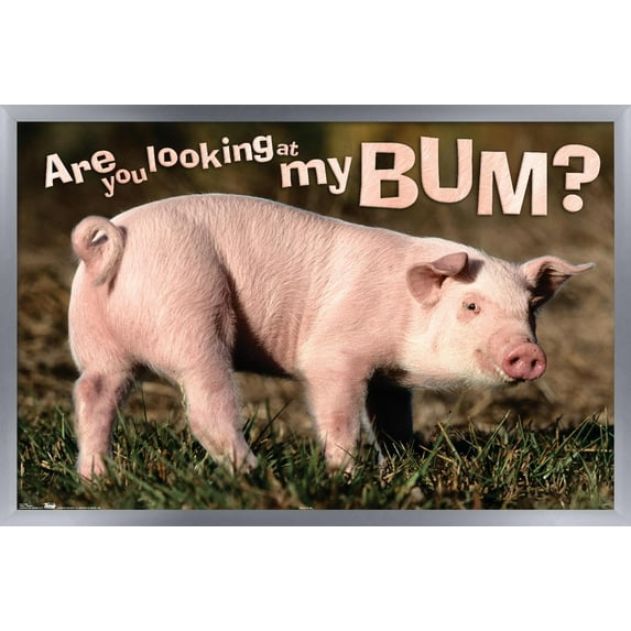 Animals - Pig - Are you looking at my bum? Wall Poster, 22.375" x 34", Framed