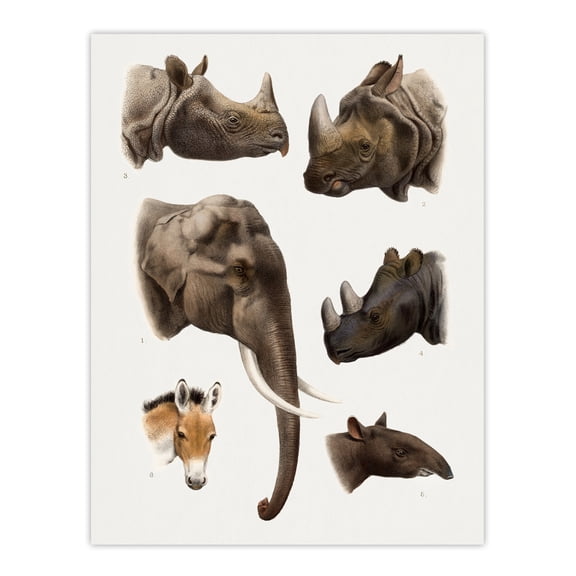 Animals Vintage Illustration Lydekker Wall Art Poster Print