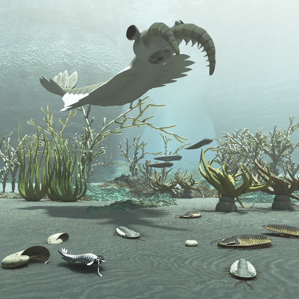 Animals and floral life from the Burgess Shale formation of the Cambrian period Canvas Art - Arthur DoretyStocktrek Images (29 x 29)