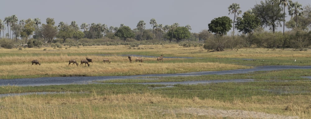 Animals in a forest Moremi Game Reserve Okavango Delta Ngamiland Botswana Canvas Art - Panoramic Images (27 x 9)