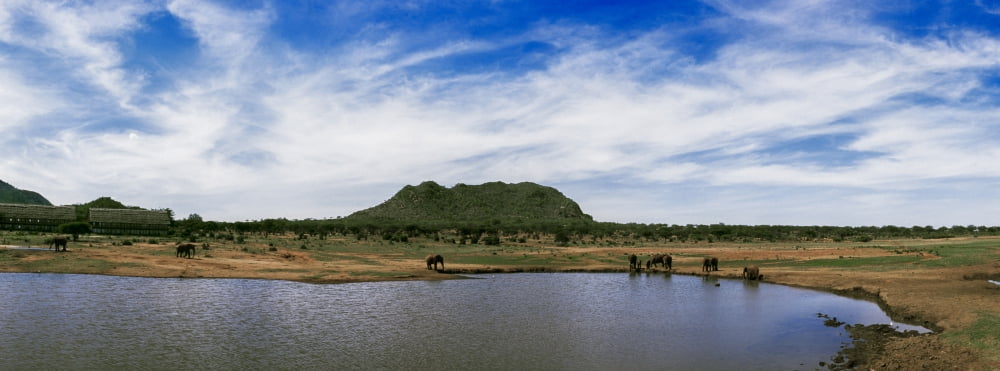 Animals near a pond in Tsavo East National Park Kenya Canvas Art - Panoramic Images (27 x 9)