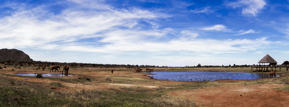 Animals near a pond in Tsavo East National Park Kenya Canvas Art - Panoramic Images (27 x 9)