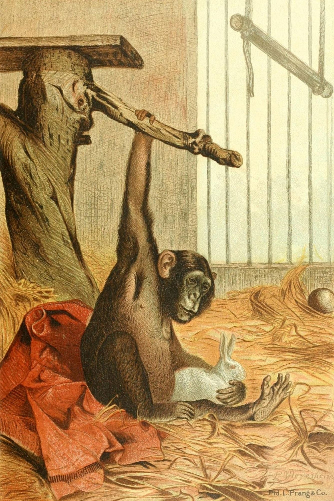 Animate Creation 1898 Chimpanzee Canvas Art - P Meyenheim (18 x 24)