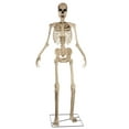 thumbnail image 1 of Animated 8 Foot Giant Skeleton Decoration, 1 of 8