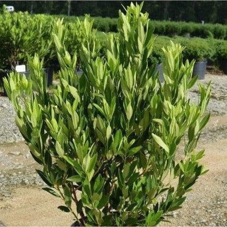 Anise Forest Green 3 Extra Large 3 Gallon Plants Illicium