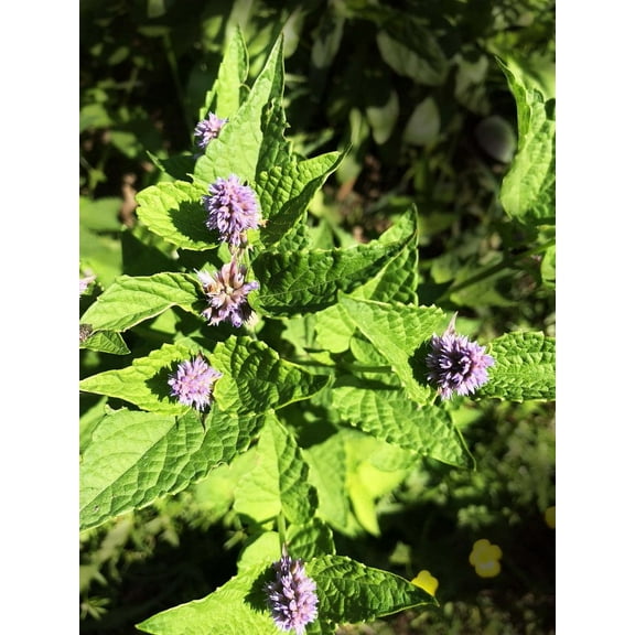 Anise Hyssop, Licorice Mint Seeds (Agastache foeniculum) 500 Seeds (0.2 grams)