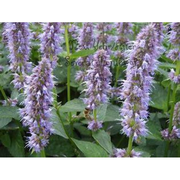 Anise Hyssop Plants - Agastache Foeniculum, Hummingbird Magnet, Perennial, Full-Part Sun, Zones 4-9, Perennial, Flowers, Live Plants