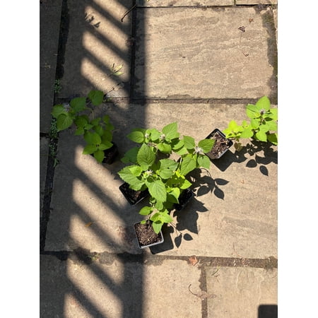 6 Anise Hyssop Plants (Agastache Foeniculum), Perennial, Full-Part Sun (2.5" Pot), Perennial, Flowers
