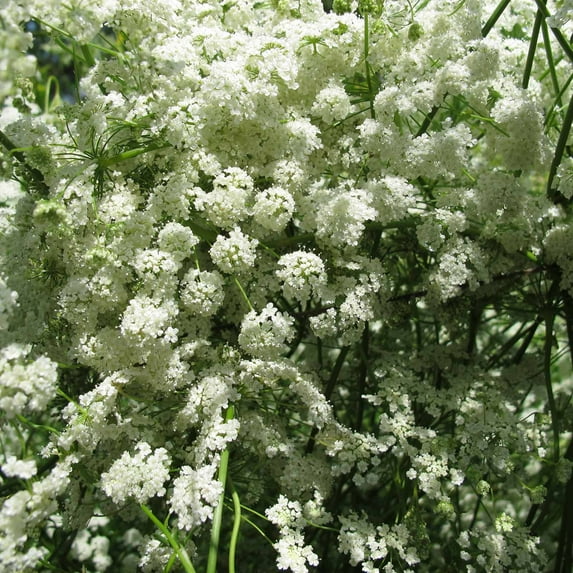 Anise Seed - 1 Oz - Approx 33,000 Seeds - Non-GMO, Heirloom - Culinary & Medicinal Herb Garden Seed - Pimpinella anisum