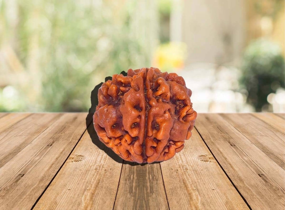 Ankita Gemstones 1 Mukhi Rudraksha One Faced Nepal Origin Round Certified Bead Rudraksh