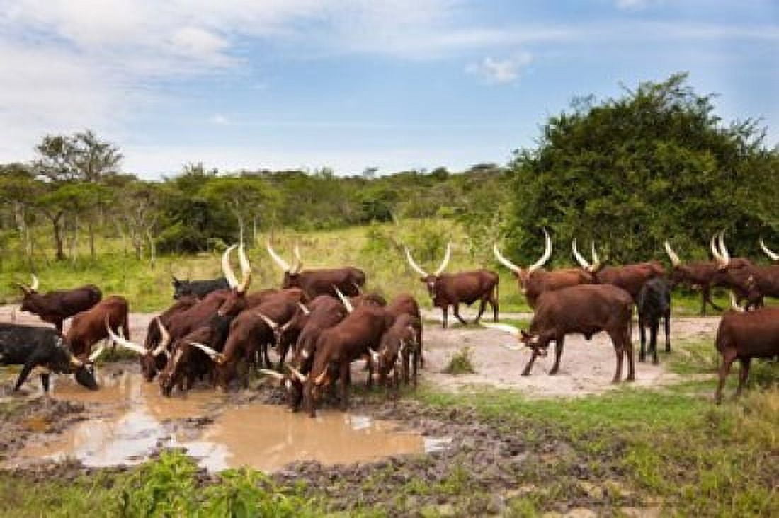 Ankole-Watusi cattle Uganda Canvas Art - Martin Zwick DanitaDelimont (38 x 25)