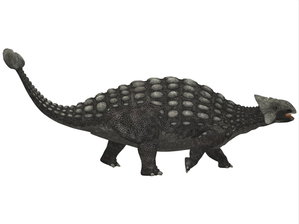Ankylosaurus an armored dinosaur from the Cretaceous Period Canvas Art - Corey FordStocktrek Images (17 x 13)