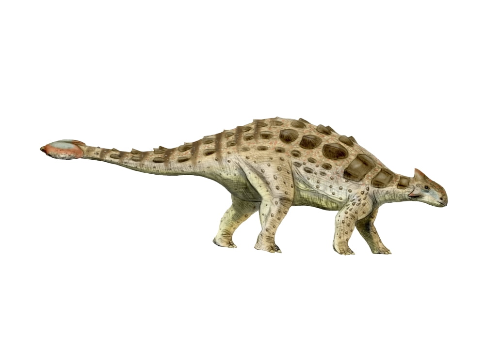 Ankylosaurus armored dinosaur Canvas Art - Nobumichi TamuraStocktrek Images (17 x 13)