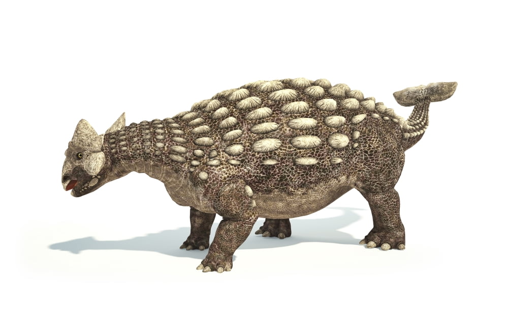 Ankylosaurus dinosaur on white background Canvas Art - Leonello CalvettiStocktrek Images (36 x 22)