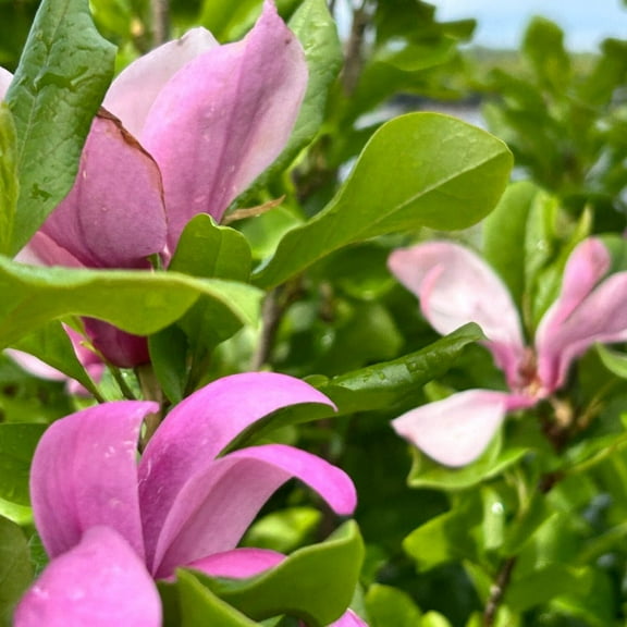 Ann Magnolia - Magnolia 'Ann'