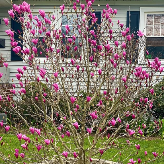 Ann Magnolia Live Plant, Magnolia Tree Live Plant, Dormant Tree, 3-5 inches Tall in 2.5 inch Pot for Outdoor Planting