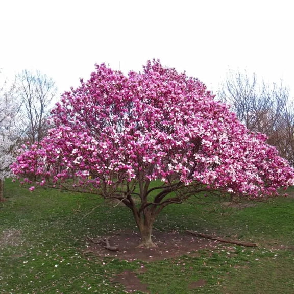 Ann Magnolia Live Tree – 1 Gallon