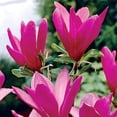 thumbnail image 1 of Ann Magnolia Magnolia Spring Flowering Ornamental Tree grown in a 2.25 Gallon Pot (1-Pack), 1 of 3