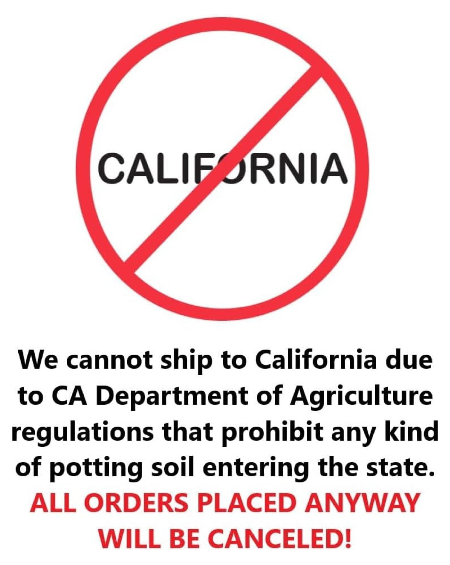 Ann Star Magnolia Purple Flowering Tree Live Plant Shipped 1 to 2 Feet Tall (No California