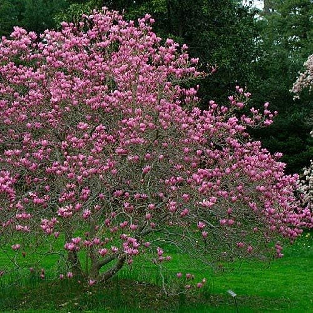 Ann Star Magnolia Purple Flowering Tulip Tree Live Plant Shipped 1 to 2 Feet Tall (No