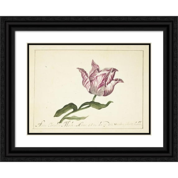 Anna Cornelia Moda 14x11 Black Ornate Wood Framed Double Matted Museum Art Print Titled: Tulip (1677)