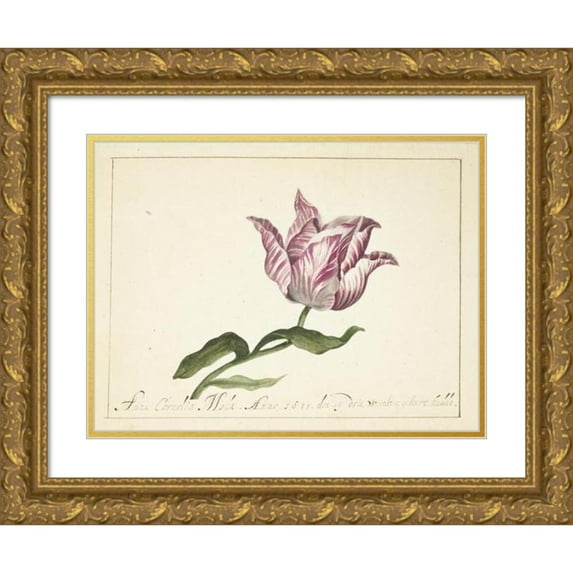 Anna Cornelia Moda 24x19 Gold Ornate Framed and Double Matted Museum Art Print Titled - Tulip (1677)