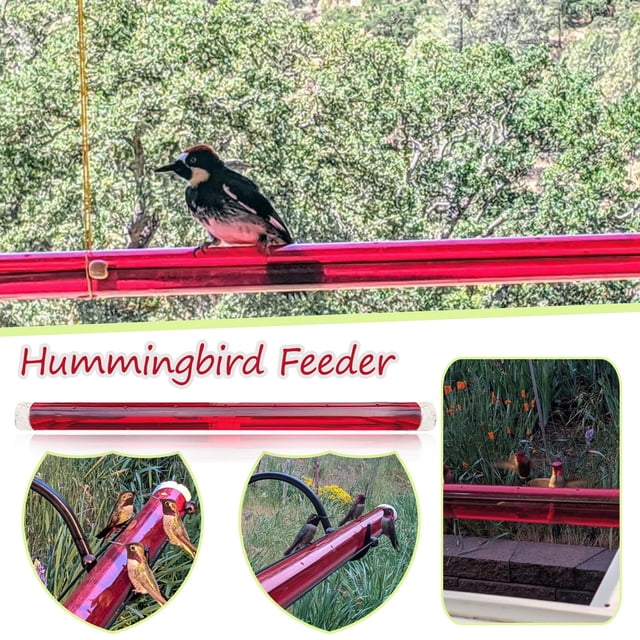 Anna's Best Hummingbird Feeder with Hole Birds Feeding Transparent Pipe