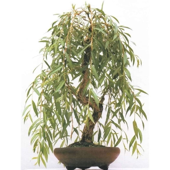 Anna's Weeping Willow Bonsai Tree Cutting - Very Attractive Gold Bark and Vibrant Green Leaves - Grow a Dwarf Weeping Willow Bonsai