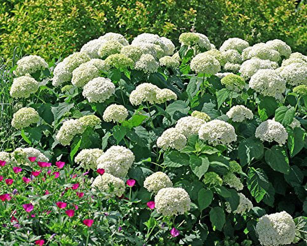 Annabelle Smooth Hydrangea - Live Plant ( 1 QT )