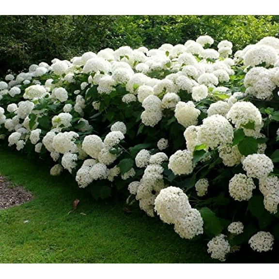 Annabelle Smooth Hydrangea - Live Plant - ( 2G )