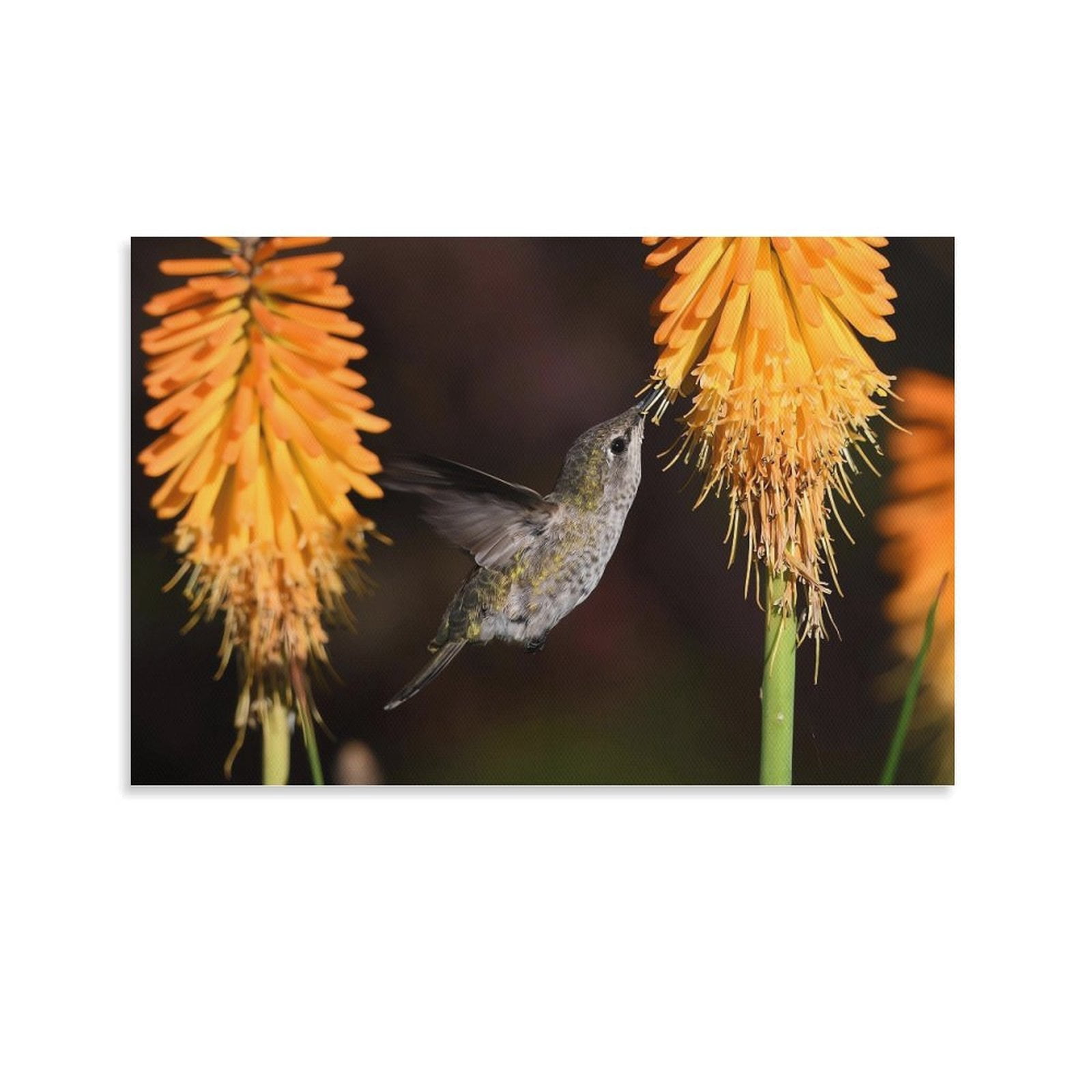 Annas Hummingbird Cute Animals Canvas Wall Art Poster Decorative ...