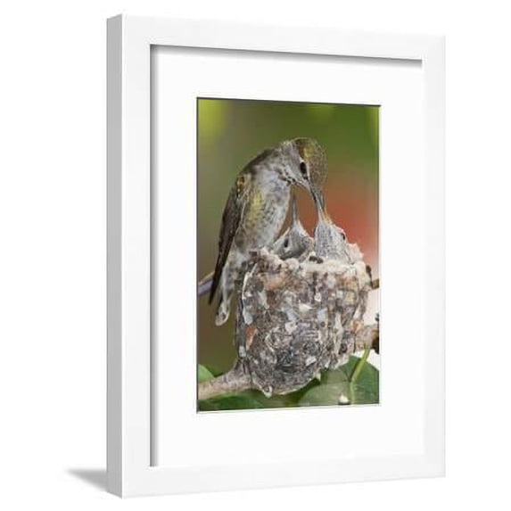 Annas Hummingbird Feeds Chicks in its Nest, Framed Art Print Wall Art by Hal Beral Sold by Art.Com