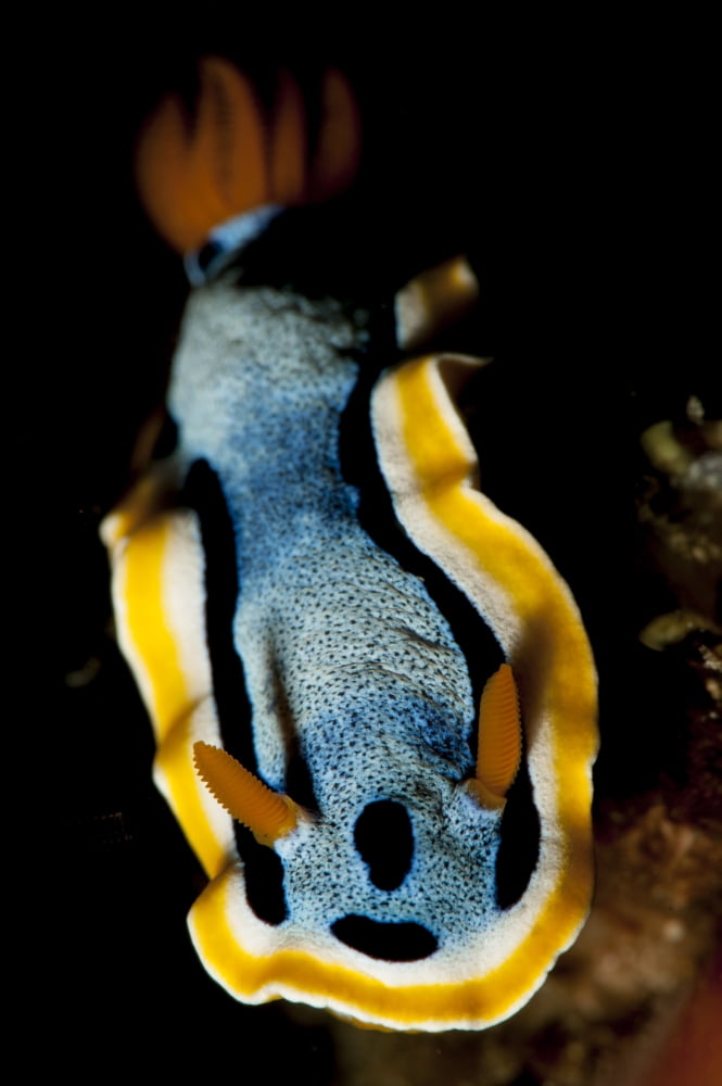 Annas chromodoris nudibranch sea slug Canvas Art - Steve JonesStocktrek Images (23 x 35)