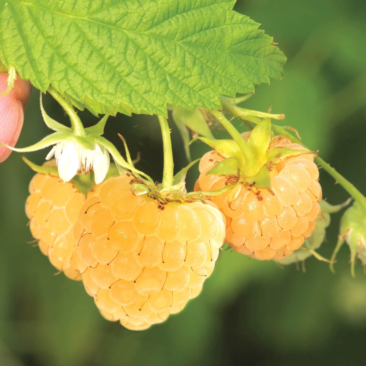 Golden Anne Raspberry Anne Raspberry Bush Deciduous Dormant Bare Root Starter Plant Root - 1 ...