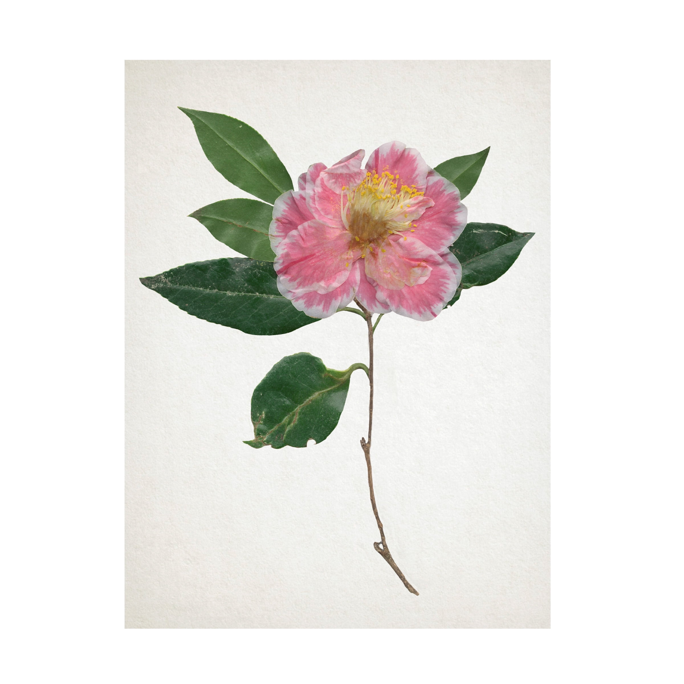 Annie Warren 'Pressed Camellia I' Canvas Art