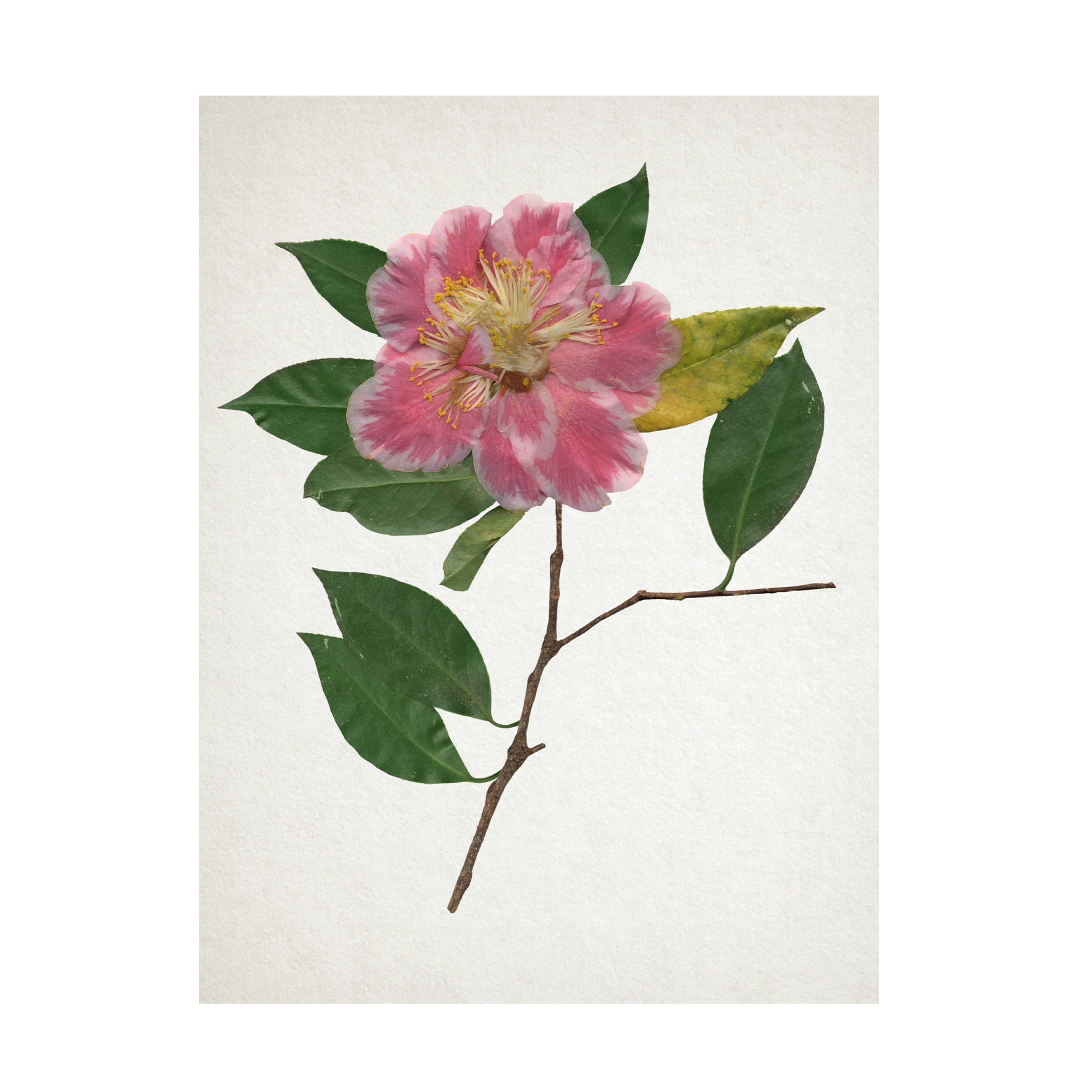 Pressed Camellia Flower Art on Canvas in Pink and Green