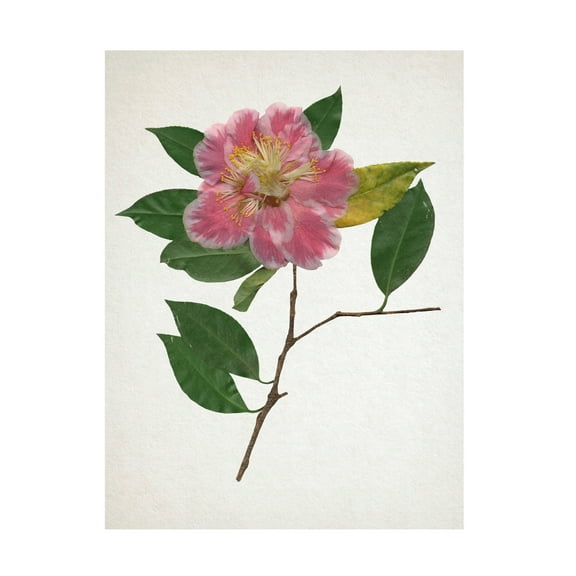 Annie Warren 'Pressed Camellia II' Canvas Art