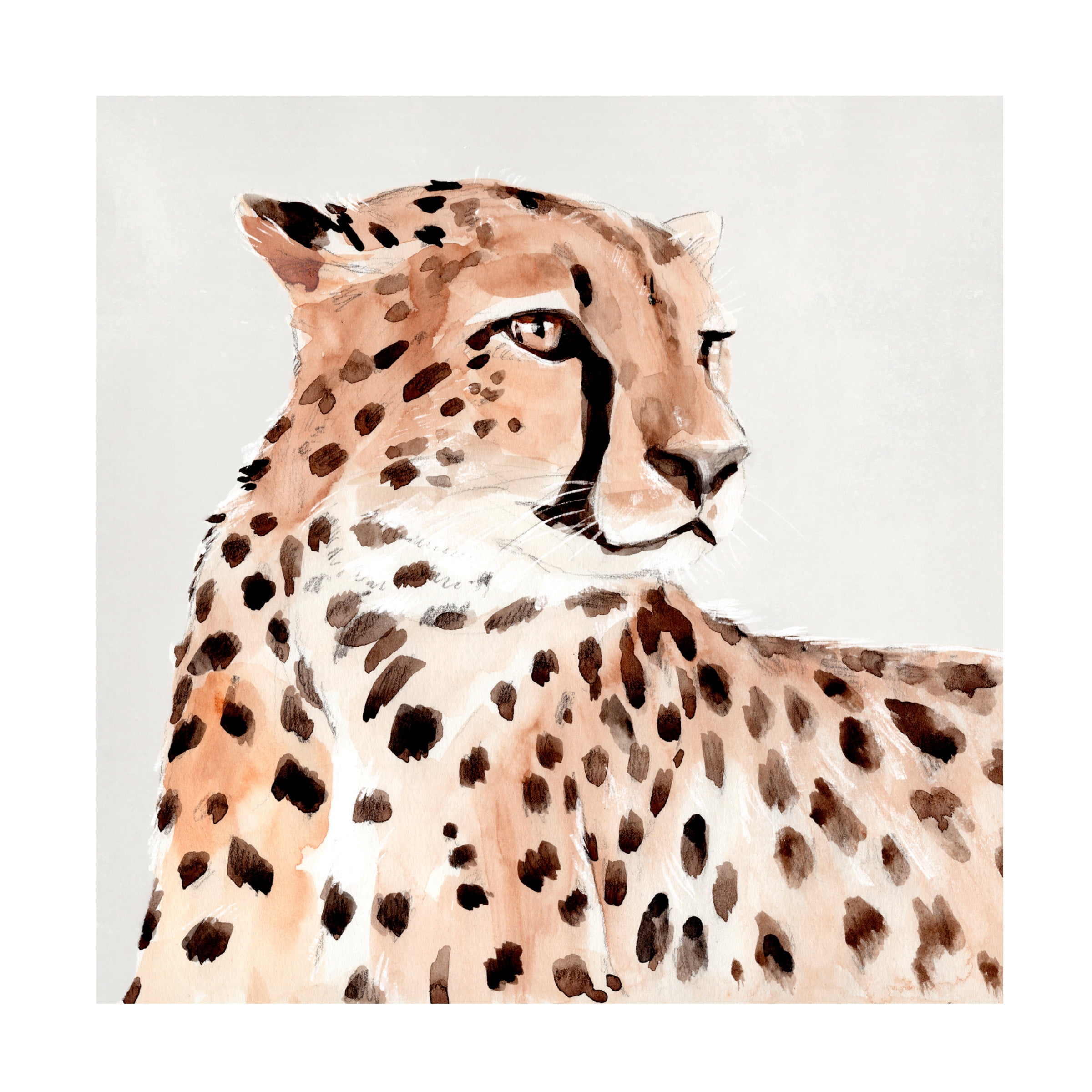 Saharan Cheetah I 18" x 18" Canvas Art