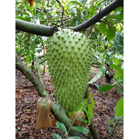 Annona Muricata Live Plant 5”-9” Tall in a Cup - Graviola Tree - Soursop Guanabana - Starter Plant - Tropical Fruit Plant