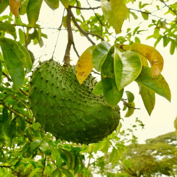 Annona Muricata Tree, Well Rooted Soursop Plant Live 4-8 Inch, Tropical Guanabana Fruit Tree for Outdoor Growing