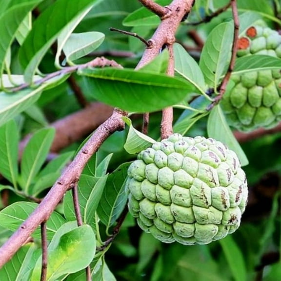 Annona Squamosa Sugar Apple Plant, 7-9'' Tall, Sugar Apple Fruit Tree Potted