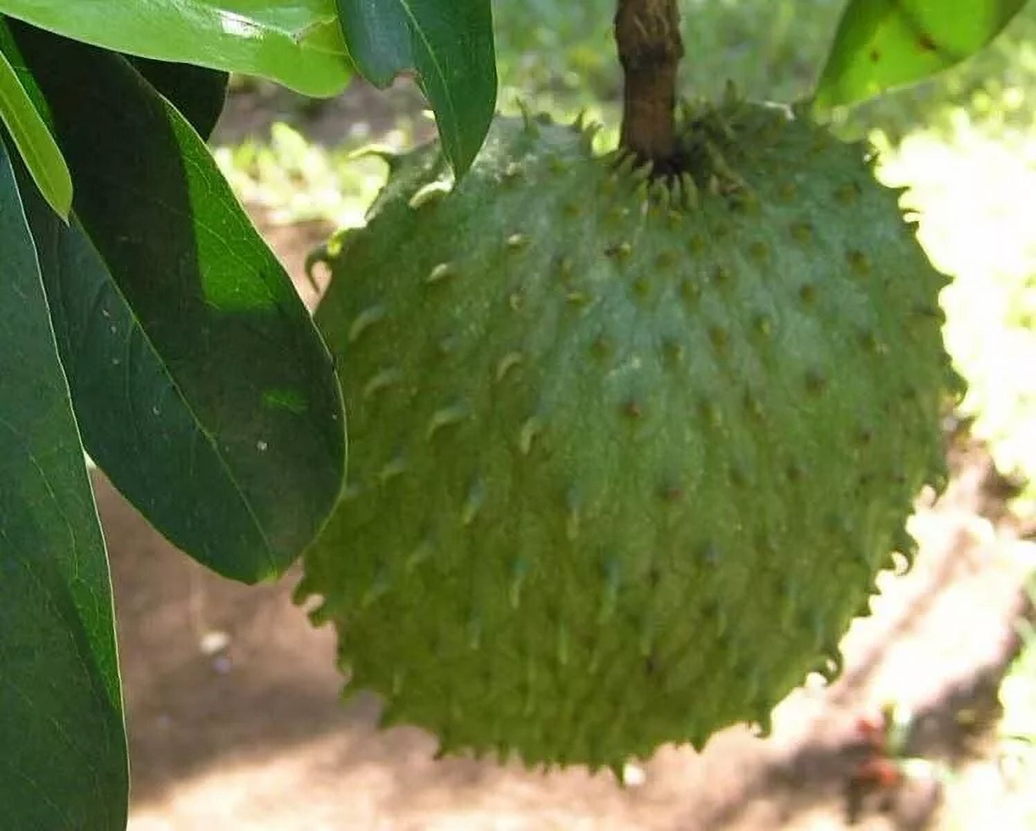 ゴールデンサワーソップ苗(Annona muricata) Amazon.com