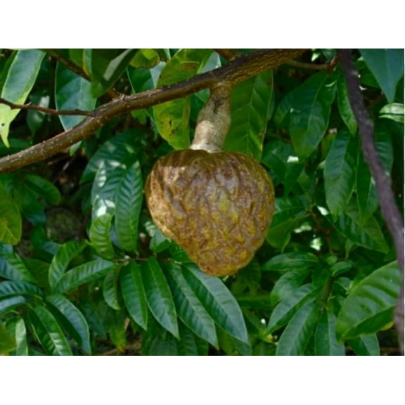 Annona reticulata ( CUSTARD APPLE ) TREE GRAFTED. Ships free to all states in 3 gallons pot, 1-2 years to fruit.