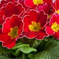 thumbnail image 1 of Annual Common Primrose Cherry Edge Garden Plant Flower Seeds - 50 Seeds, 1 of 1