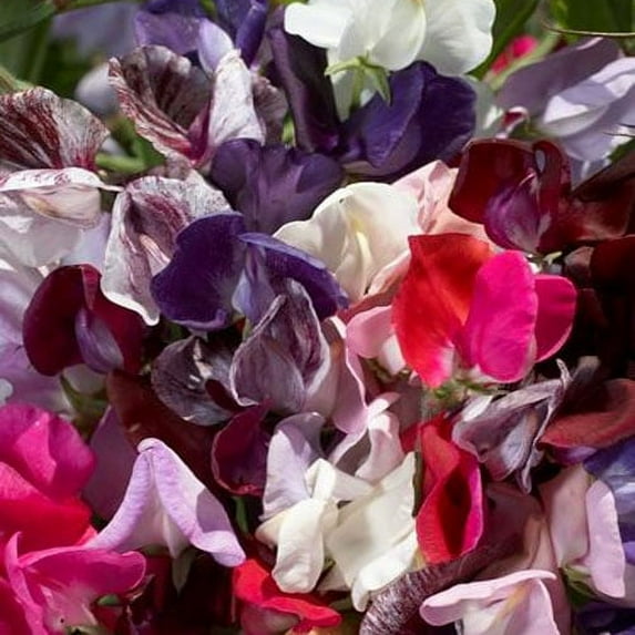 Annual Lathyrus Odoratus Old Spice Mix Sweet Peas Vine Seed Mix - 400 Seeds